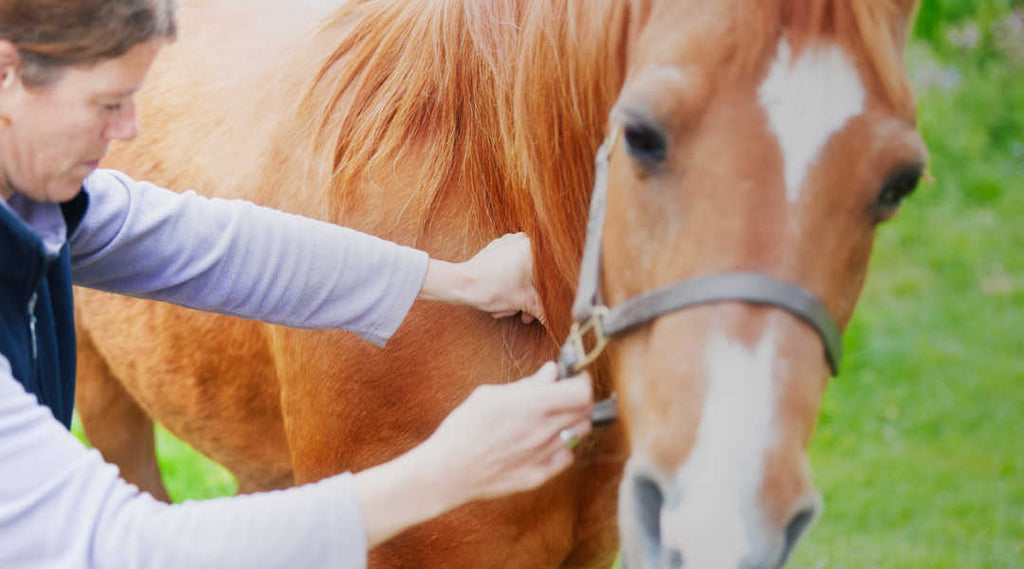 How to Find the Right Bodyworker For Your Horse