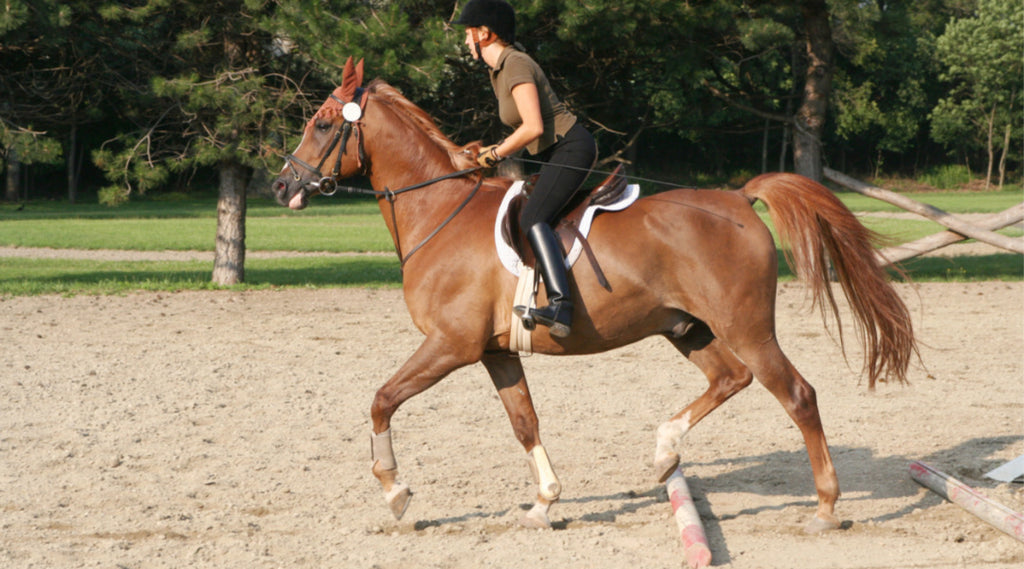 woman riding performance horse