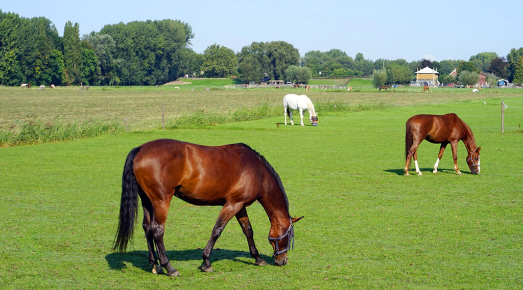horses turned out to pasture