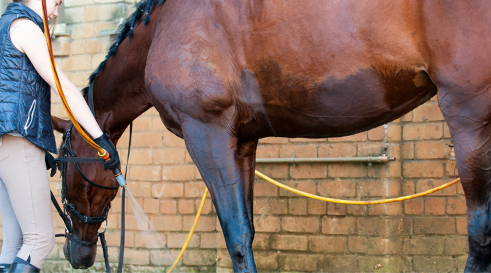 girl hosing down horse for recovery