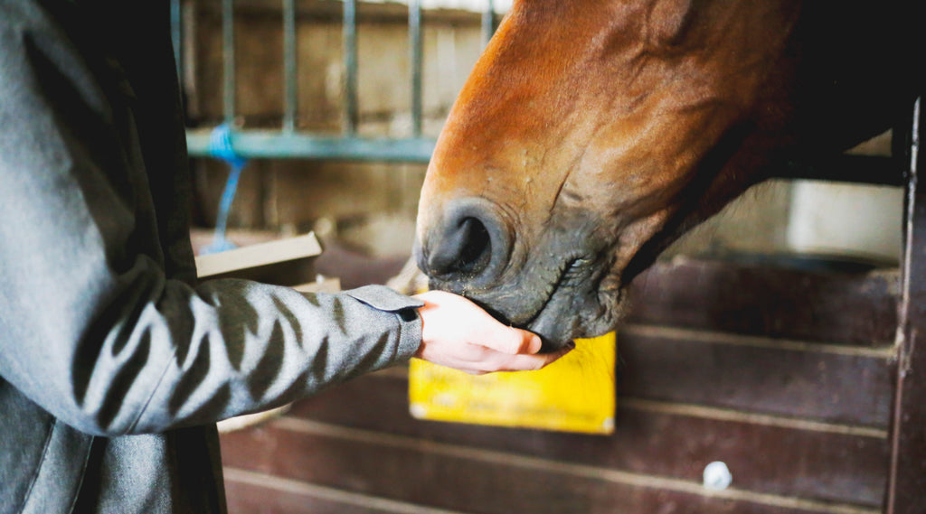 hoorse eating from woman's hand