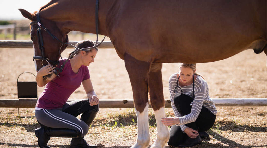 vet examining horse's leg
