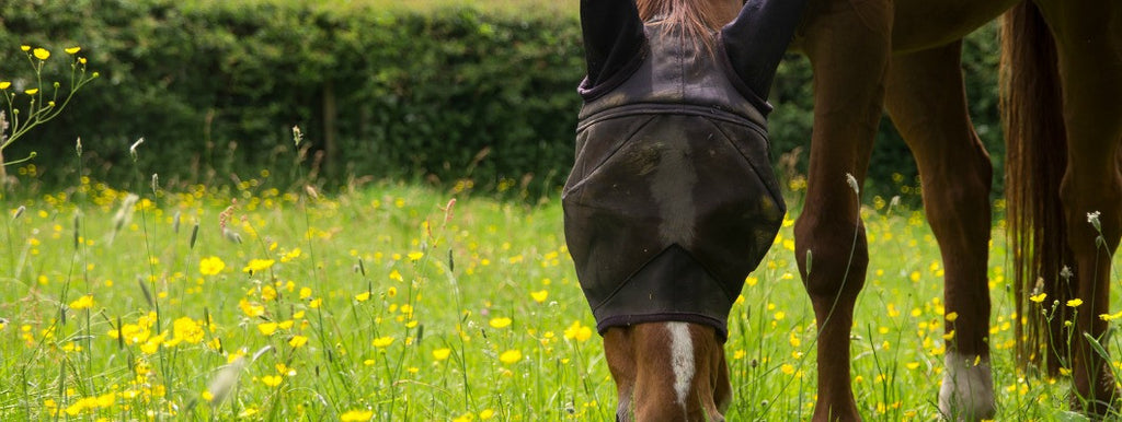 horse in pasture with fly mask on