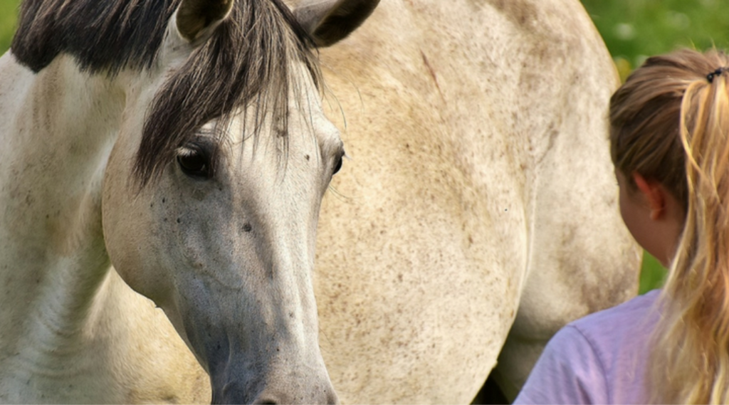 Young girl looking a horse
