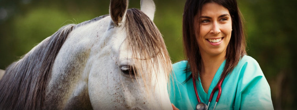vet with horse