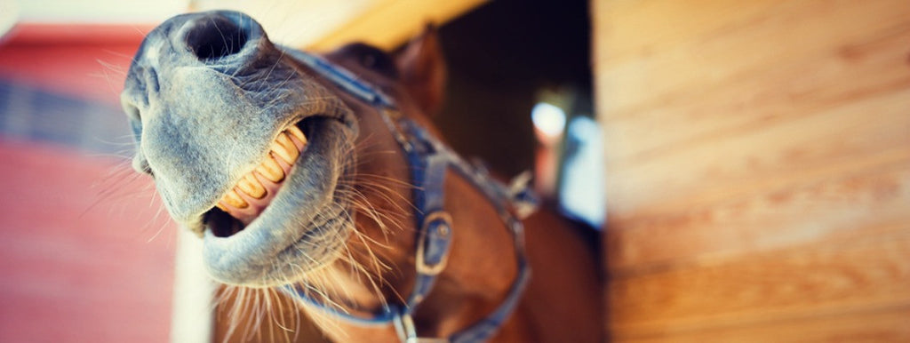  happy horse in summer barn