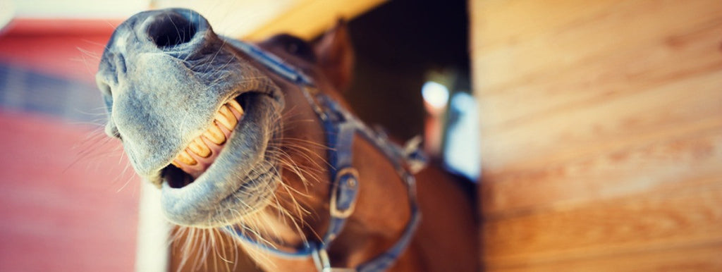 happy horse in summer barn