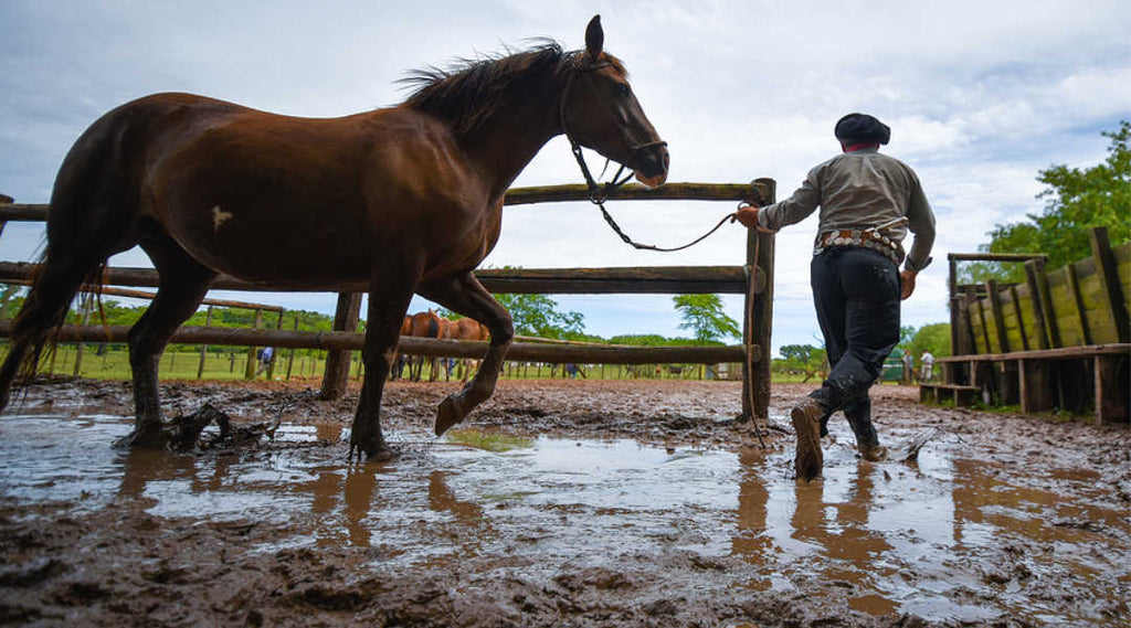 Here's the Dirt on Muddy Paddocks and Horse Health...