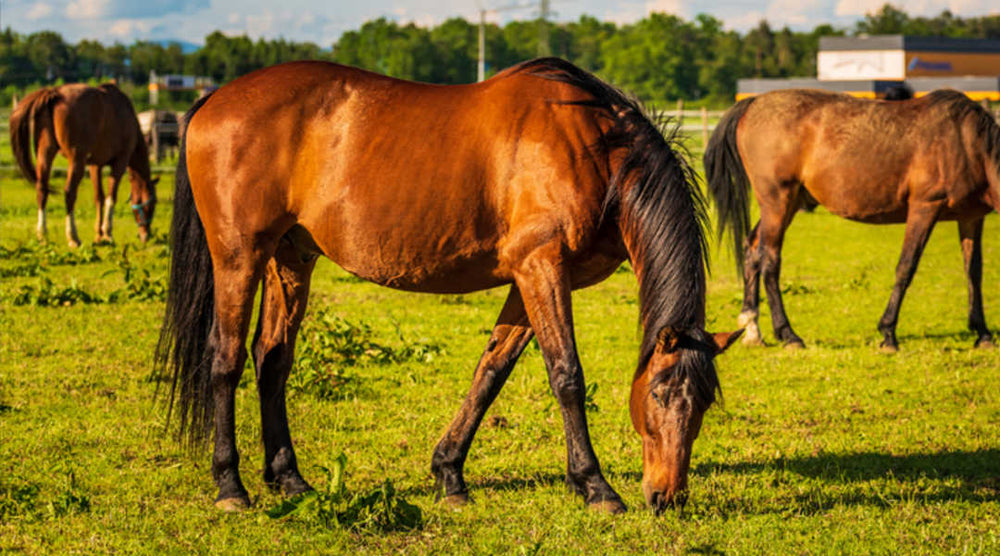 horse in pasture