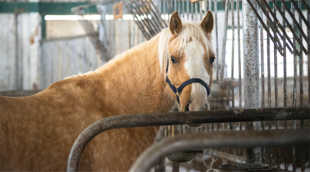 Help Your Horse Breath Easier This Winter