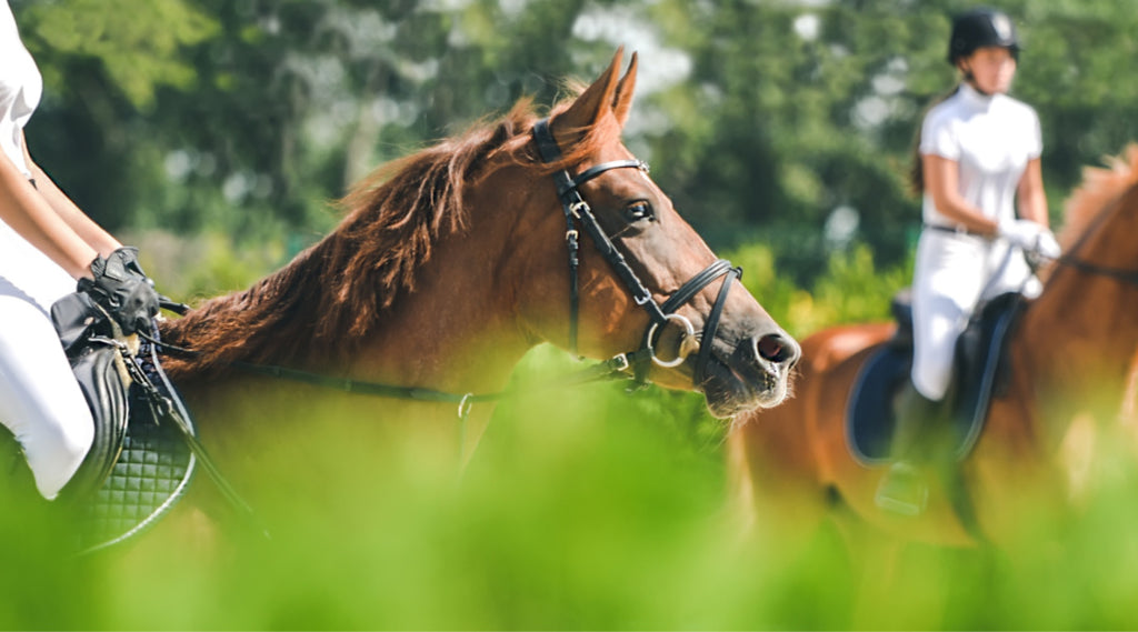 Horses competing