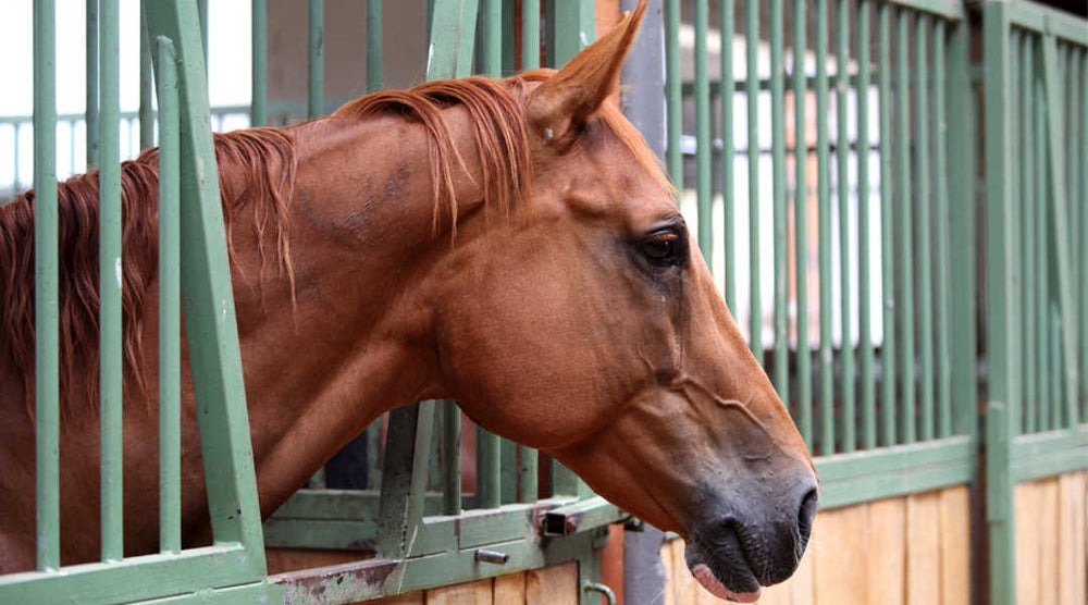 Designing a Safer Stall