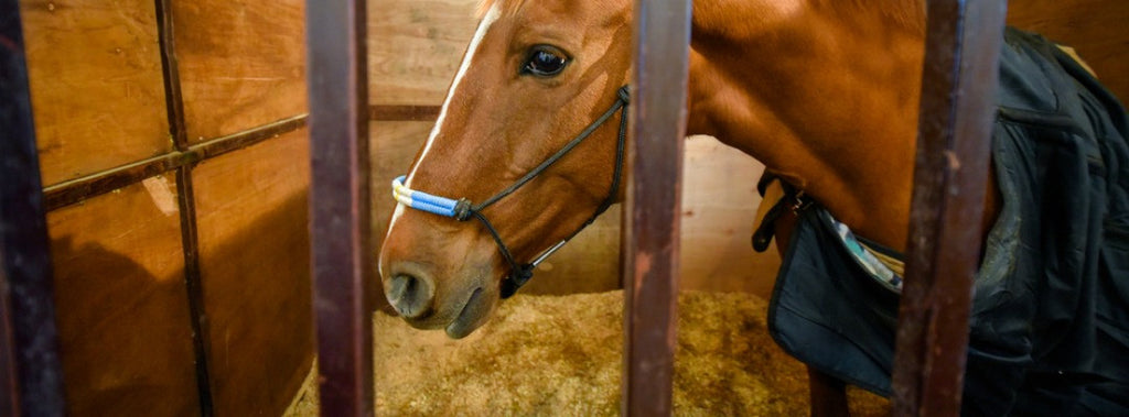 horse in stall