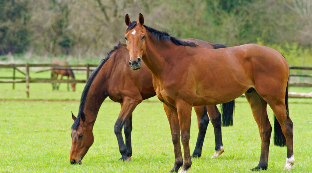 horses in pasture