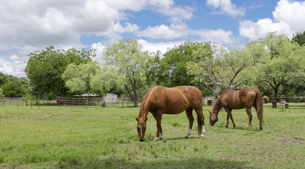 horses grazing