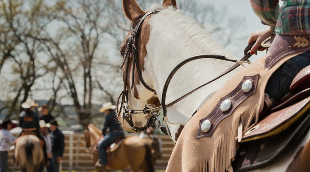 barrel horse training