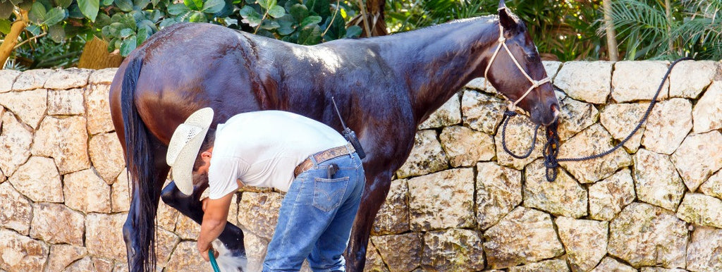 horse being groomed