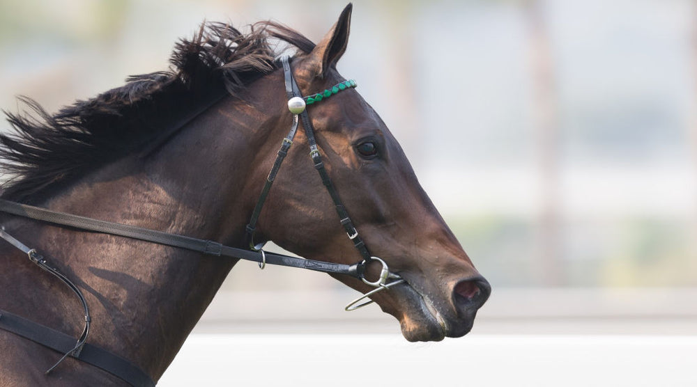 eiph bleeding in race horse on track
