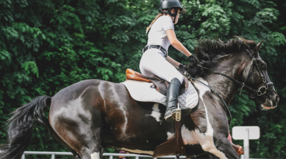 performance horse blood builder