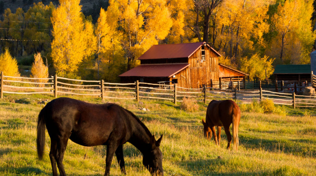Winter’s Coming – 7 Ways to Get Your Barn Ready