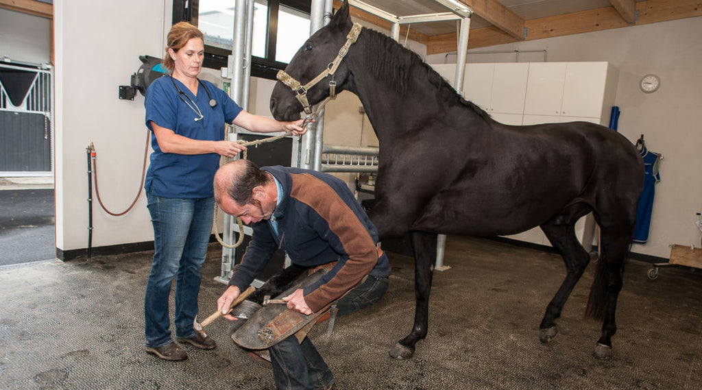  farrier treating horse