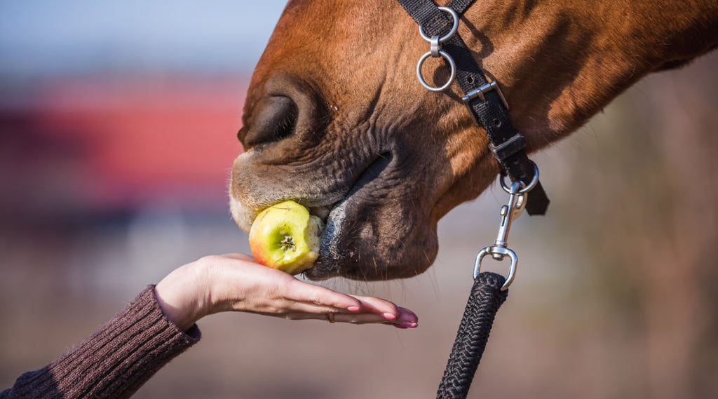 feeding horse an apple