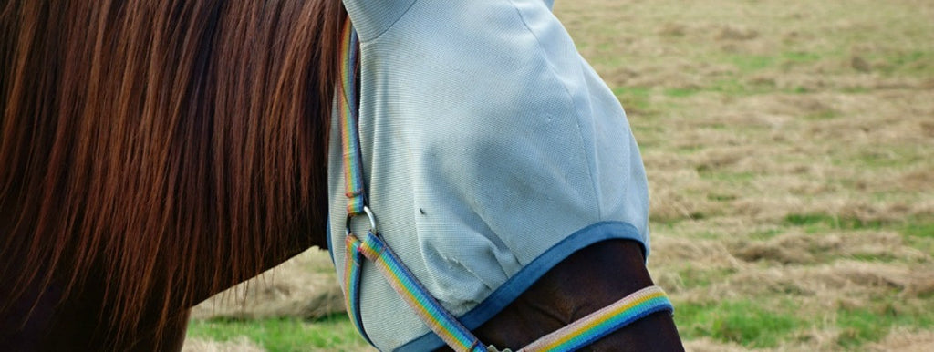 horse wearing fly mask