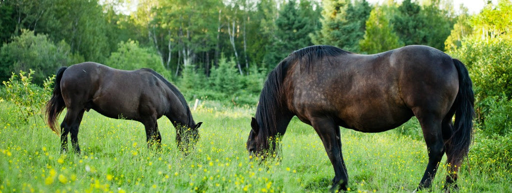 horses feeding in pasture