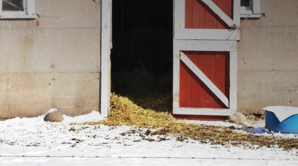 ice around a horse barn