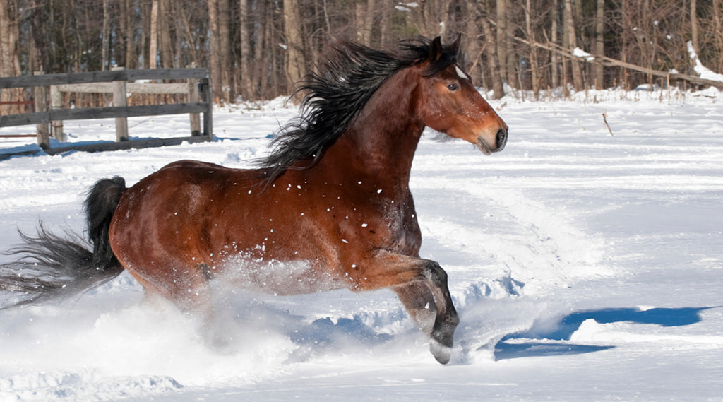 horse running in snow