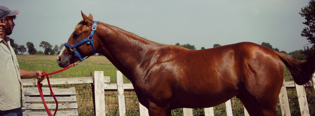 horse sweating
