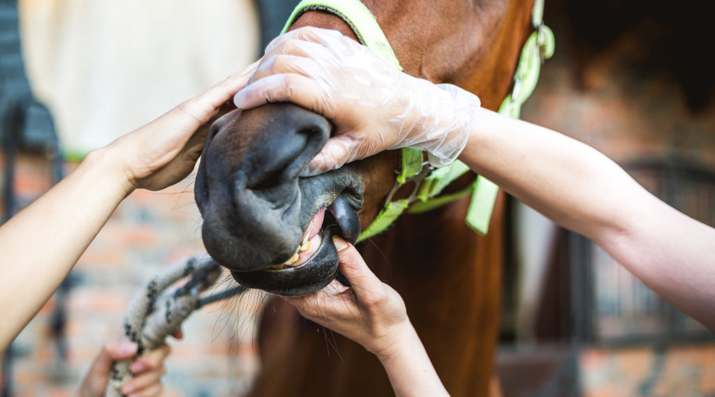 Examining horse's teeth