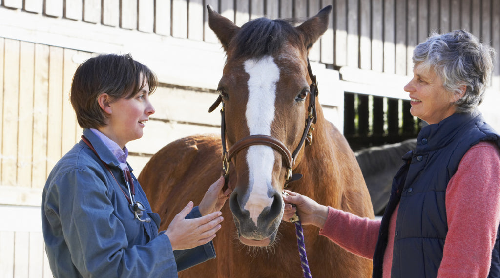 horse owner talking to vet