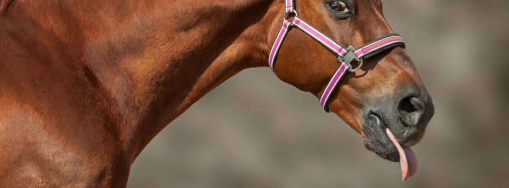 horse with tongue disorder