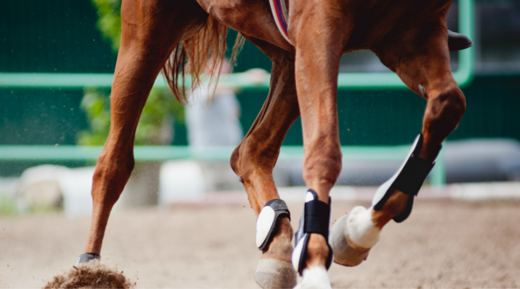 close up horse legs running on track