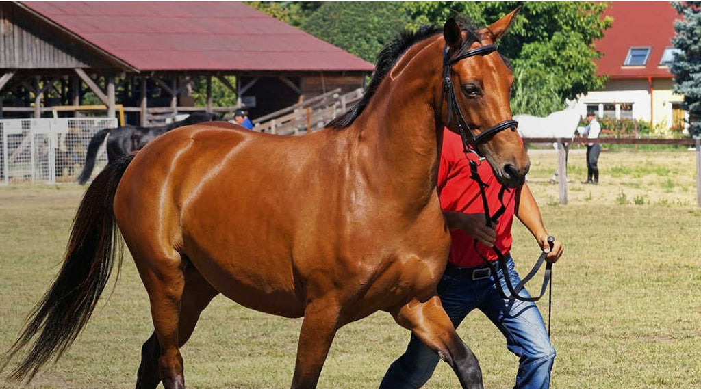 horse walking with trainer