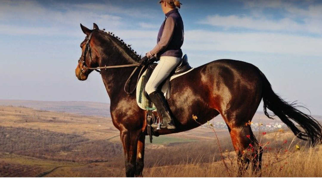 man riding muscular horse