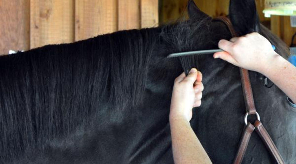 woman pulling a horse main