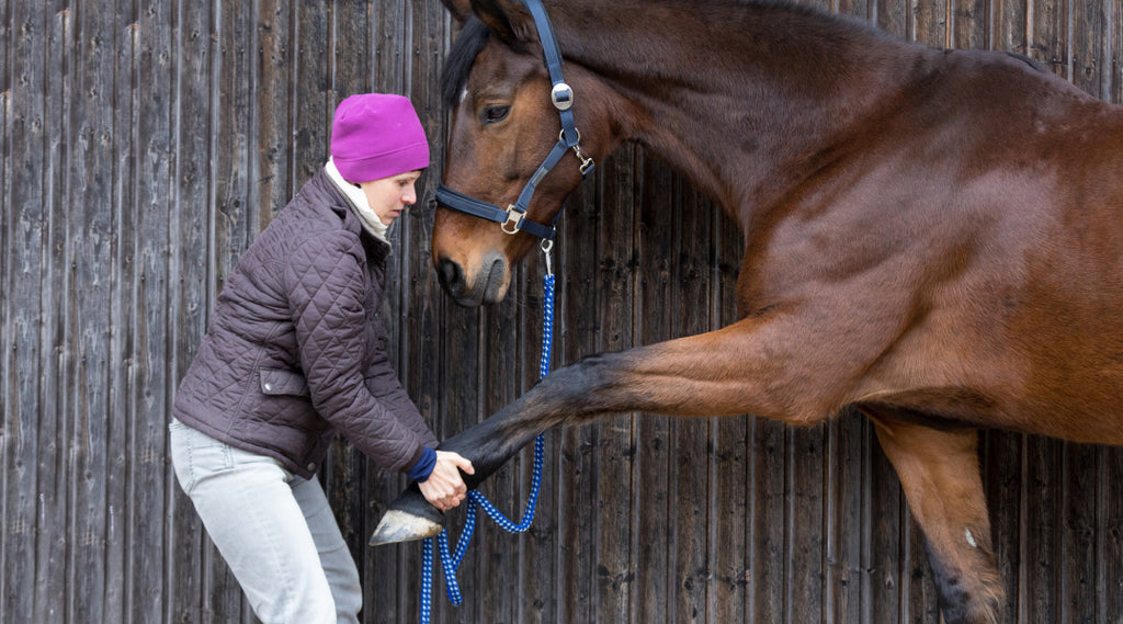 woman stretching horse's leg