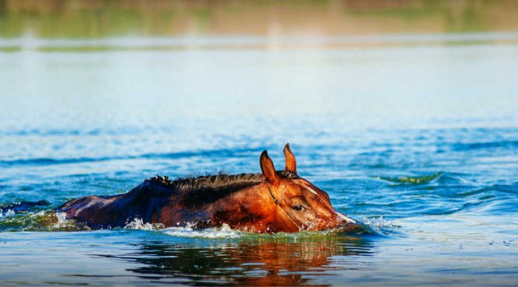horse swimming