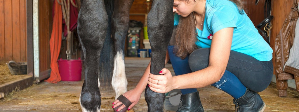 horse being groomed