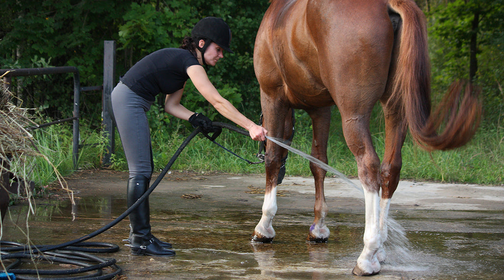 How to Keep Your Horse Cool For Summer Competitions
