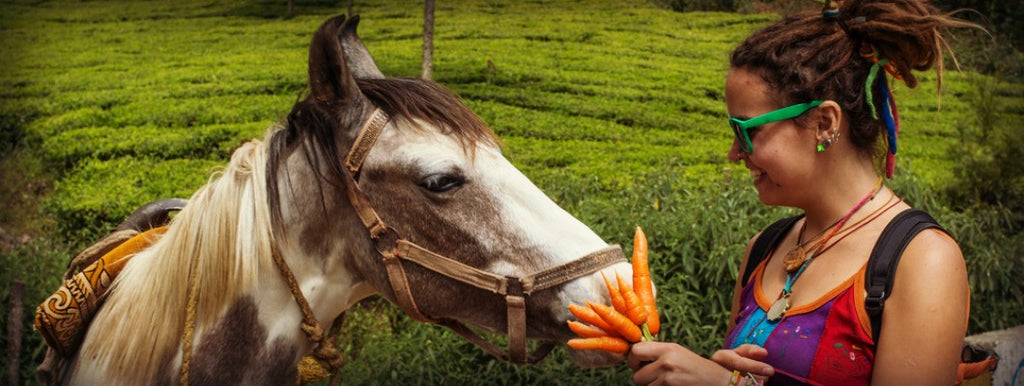 women feeding a horse carrots