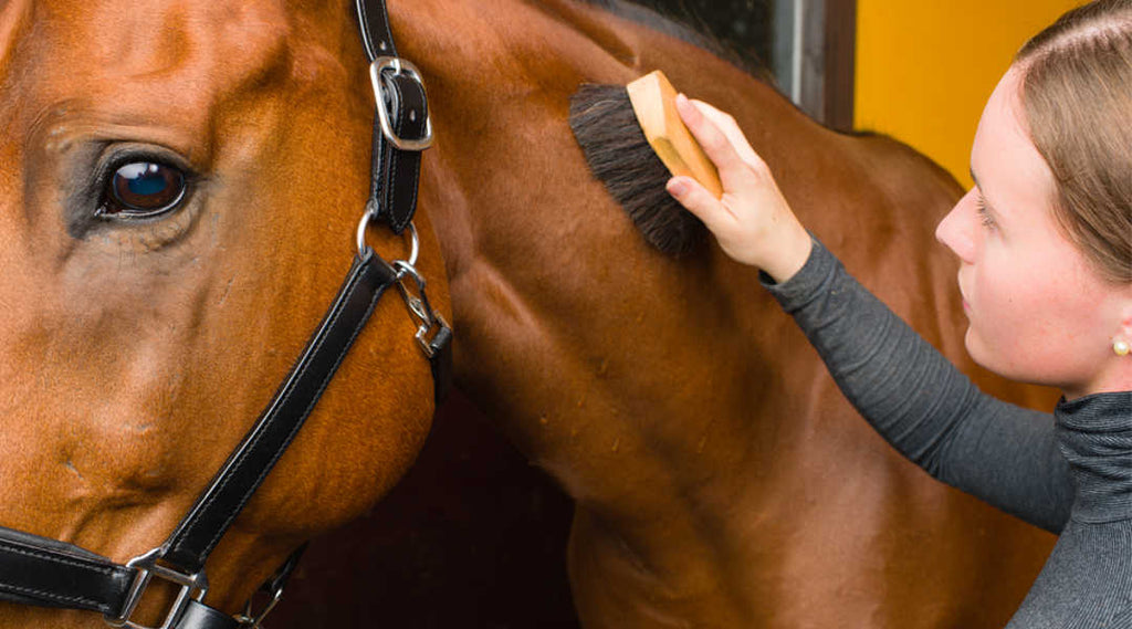woman grooming horse