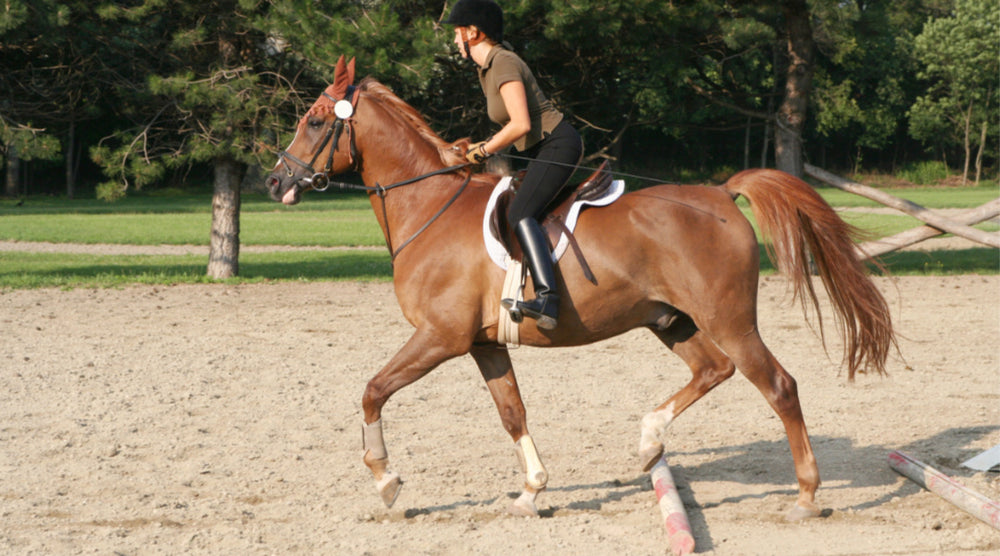  woman riding performance horse