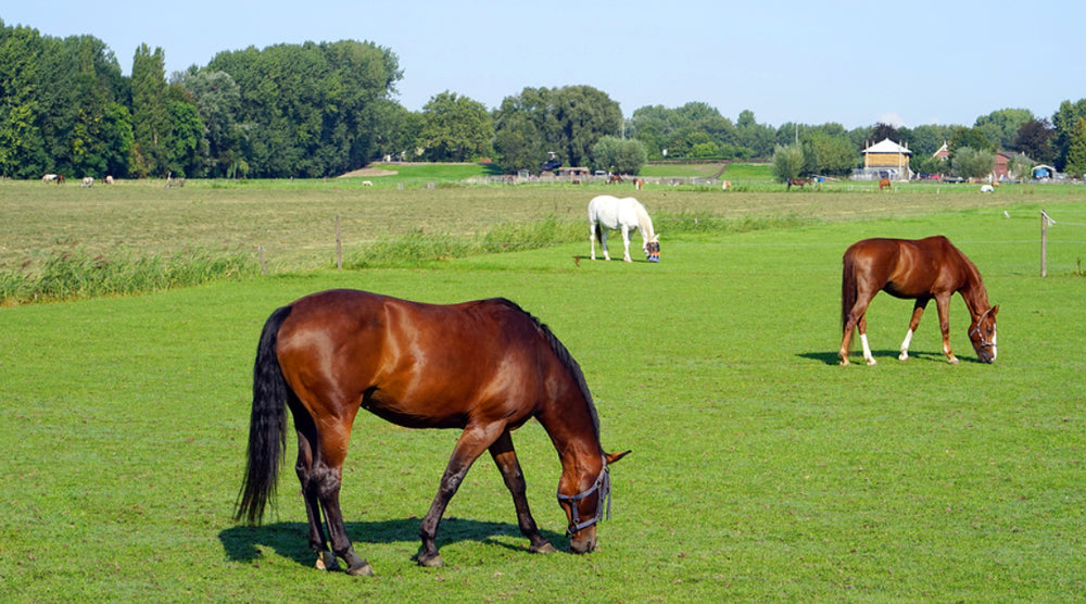  horses turned out to pasture