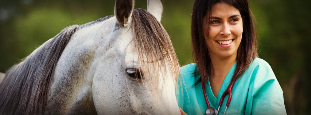  vet with horse