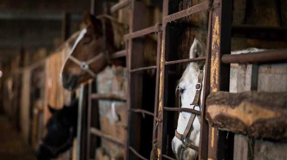  horses in barn stalls