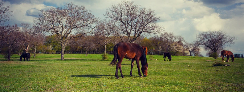  horses grazing in green pastures