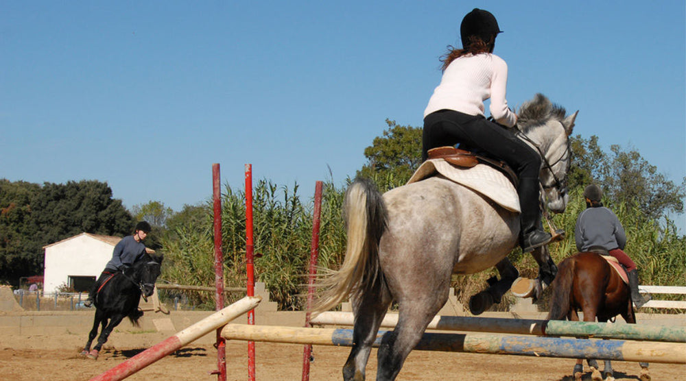  horse jumping training